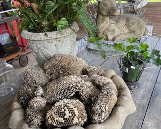 Wasp nests