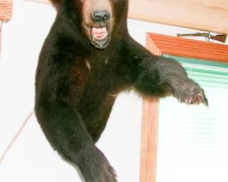 BLACK BEAR MOUNT