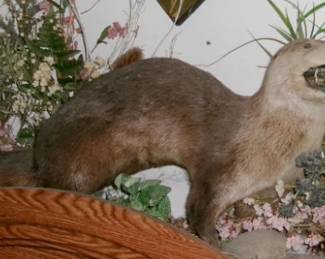 OTTER MOUNT