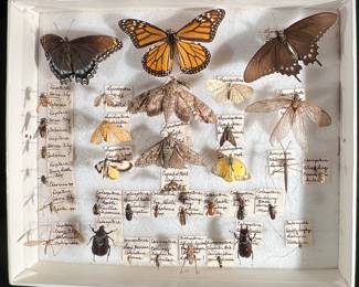 Insect collection, butterflies, moths, and beetles, Oh my!
