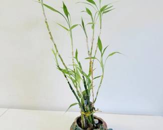 120 ElephantCeramicPotwLuckyBambooPlant