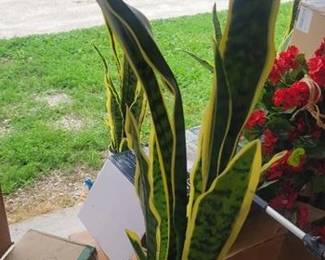 Artificial Snake Plant