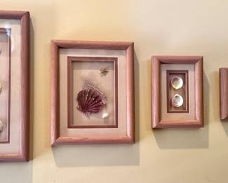 Seashell Shadow Box Wall Art Collection Set, $45
