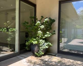 Large planter with Japanese Maple