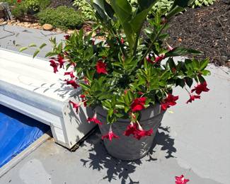 Plants and planters, must take plant with planter