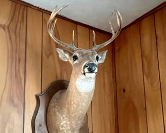 Taxidermy
