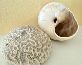 90 45BrainCoralSeaSnailShell