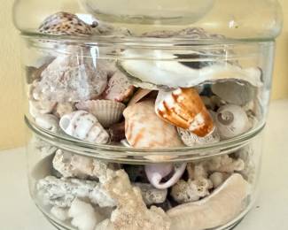 89 SeaGlassSeashellsCoralCollectionInGlassDisplay