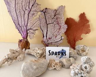 88 CoralCollectionFanBrainHoneycomb