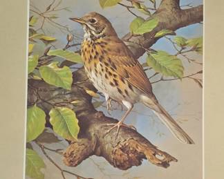 Song Thrush  Beech Leaves Print by Basil Ede