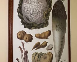 Vilmorin-Andrieux & Cie. Vegetable Botanical Prints