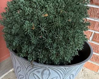 Decorative Planter with Blue Star Juniper