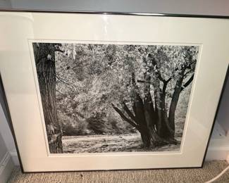 Black and White Landscape Photograph - Trees and River