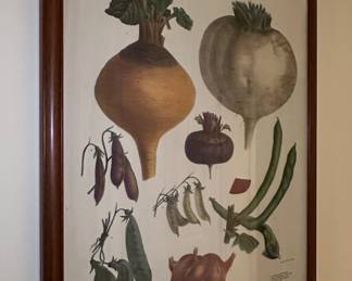 Vilmorin-Andrieux & Cie. Vegetable Botanical Prints