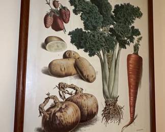 Vilmorin-Andrieux & Cie. Vegetable Botanical Prints