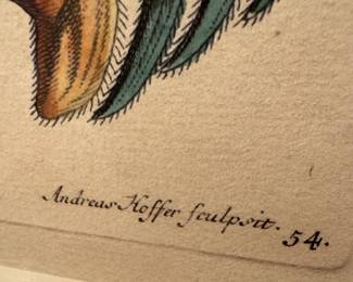 Hand-Colored Copperplate Engraving of Crab