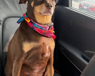 Zelda On Summer Vacation! FAMILY PET ( NFS!)