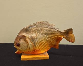 Taxidermied Red-Bellied Piranha