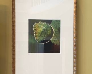 Framed Botanical Print of Lotus Leaves