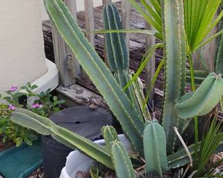 no Rescue Cactus