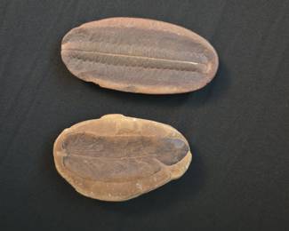 Mazon Creek Fern Fossils