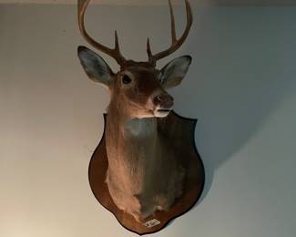 $500 (#2) 6 point deer mount