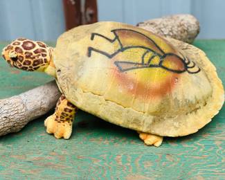 Several turtle shells 