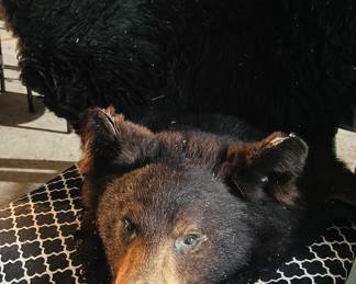 Bear rug, bear head 