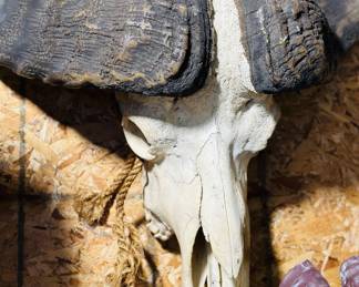 Vintage African cape  buffalo skull European mount