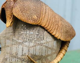 Southern Three-Banded Armadillo taxidermy specimen 