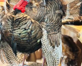 Full body taxidermy mount wild turkey 