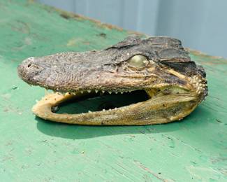 Preserve taxidermy alligator head 