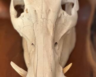 Eurasian wild boar taxidermy skull European mount