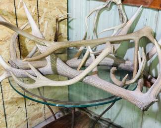 Several Mule Deer Antlers 