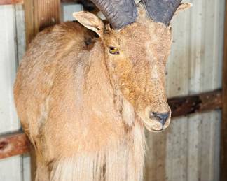 Taxidermy shoulder mount Barbary Sheep