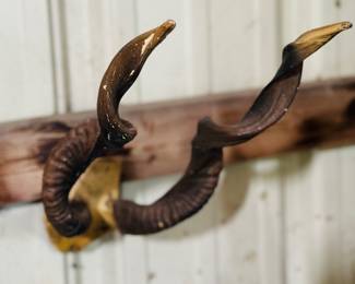 Ram Horns 