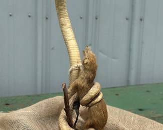 Cobra and mongoose taxidermy
