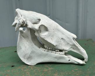 Domestic horse taxidermy skull natural science specimen 
