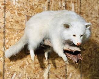 Albino raccoon, full body taxidermy