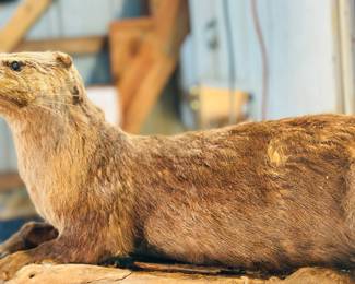 Taxidermy mount North American river otter, full body on driftwood