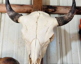 Many European mount skulls