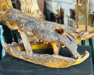 Taxidermy American alligator head