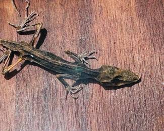 Mummified lizard