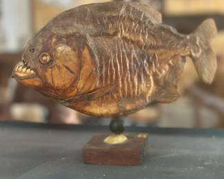10" long vintage taxidermy piranha