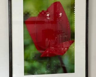 "Red Tulip Oak Bluffs"