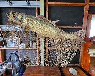 Taxidermy fish