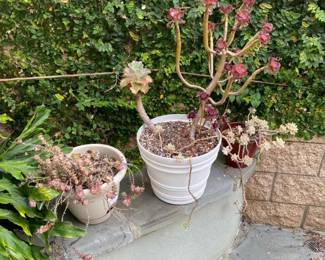 CL194Garden Plants