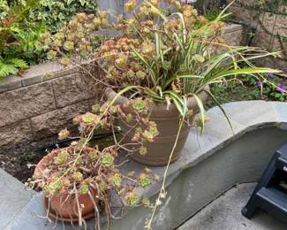CL193Garden Plants