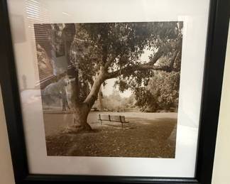 Framed Black and White Photograph of a Park Bench Under a Tree