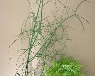 Living Parlor Palm Pencil Cactus